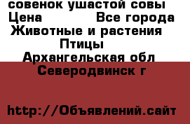 совенок ушастой совы › Цена ­ 5 000 - Все города Животные и растения » Птицы   . Архангельская обл.,Северодвинск г.